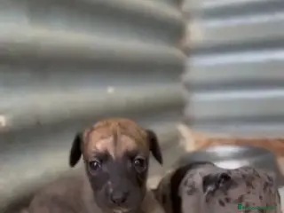 Whippet perros Whipper hembras - Anuncio 2