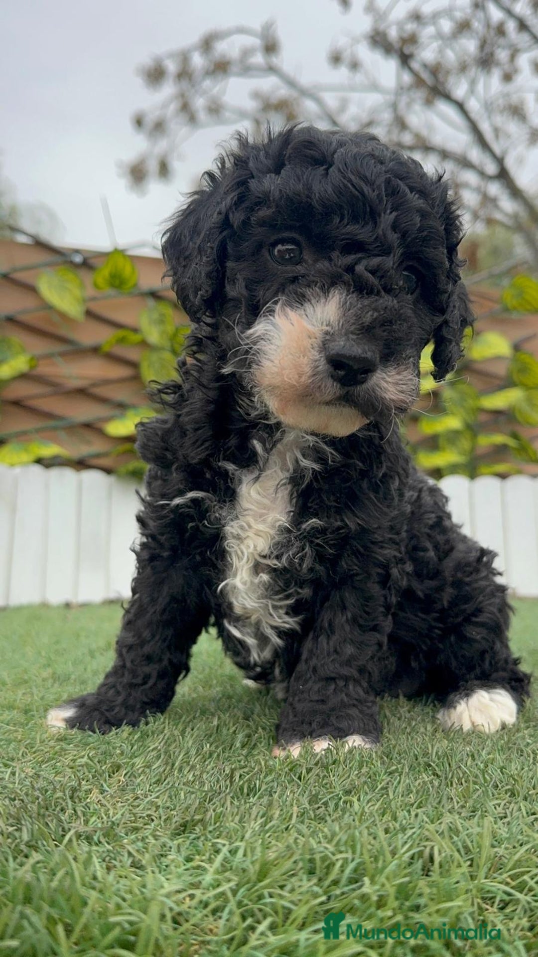 Perro de Agua Español perros en venta: PERRO DE AGUA HEMBRA RABONA - Anuncio 9