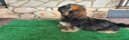 Shih Tzu perros en venta: Machitos - Anuncio 1