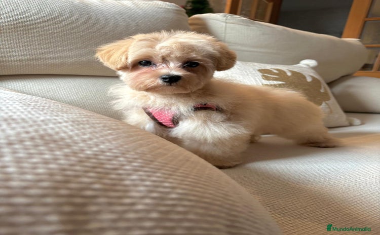 Maltipoo perros - Propaganda 12