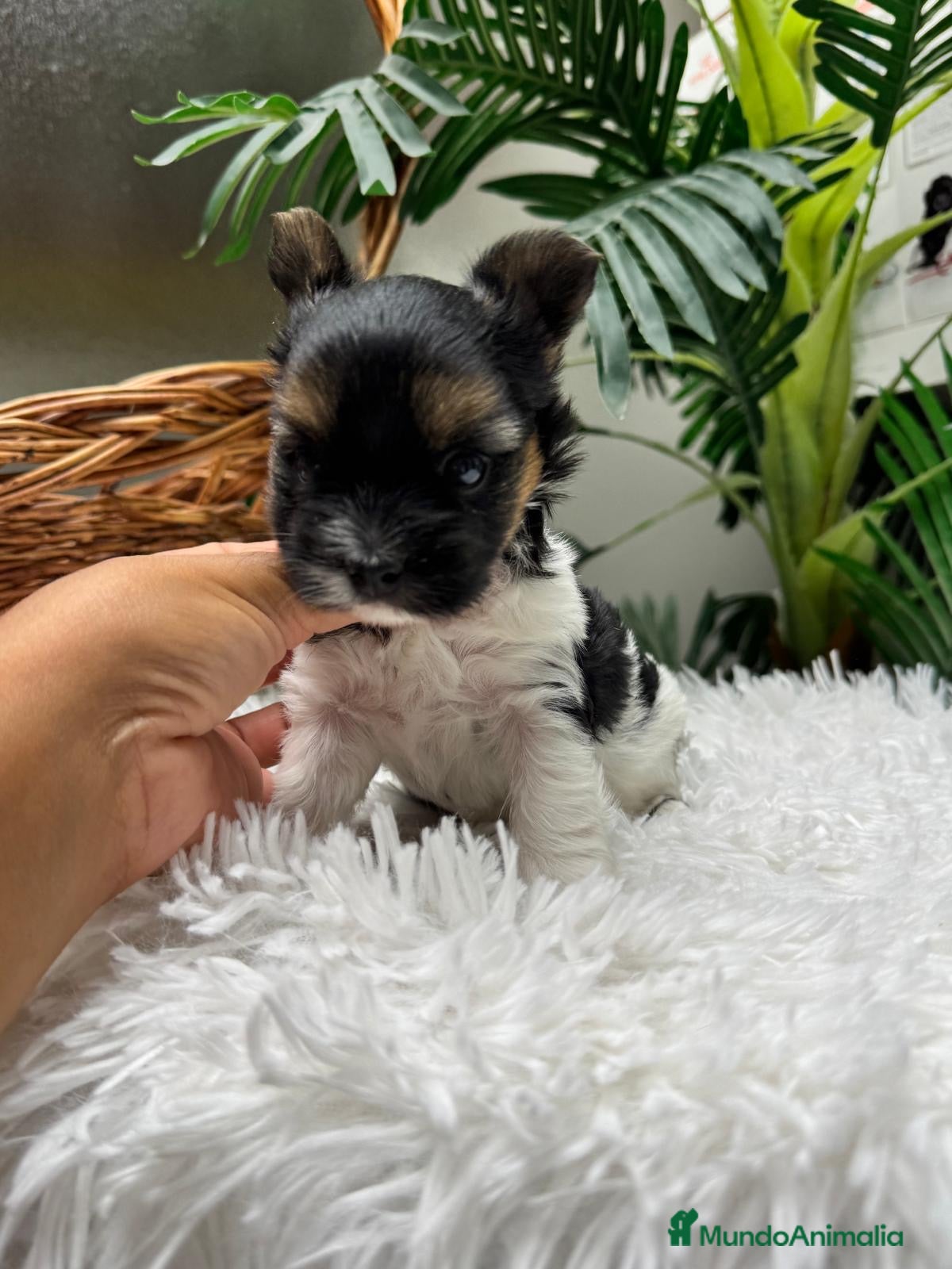 Yorkshire Terrier perros YORKSHIRE BIEWER HEMBRA - Anuncio 3