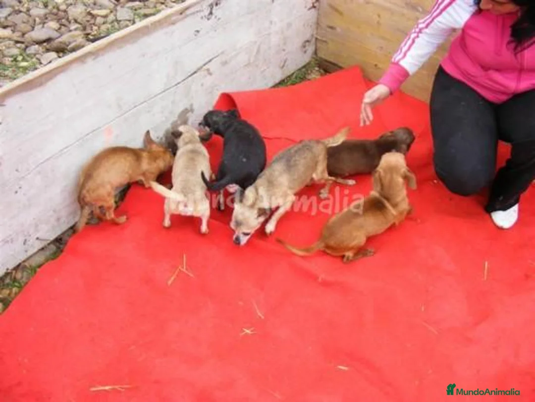 Imagen de galería {{count}}