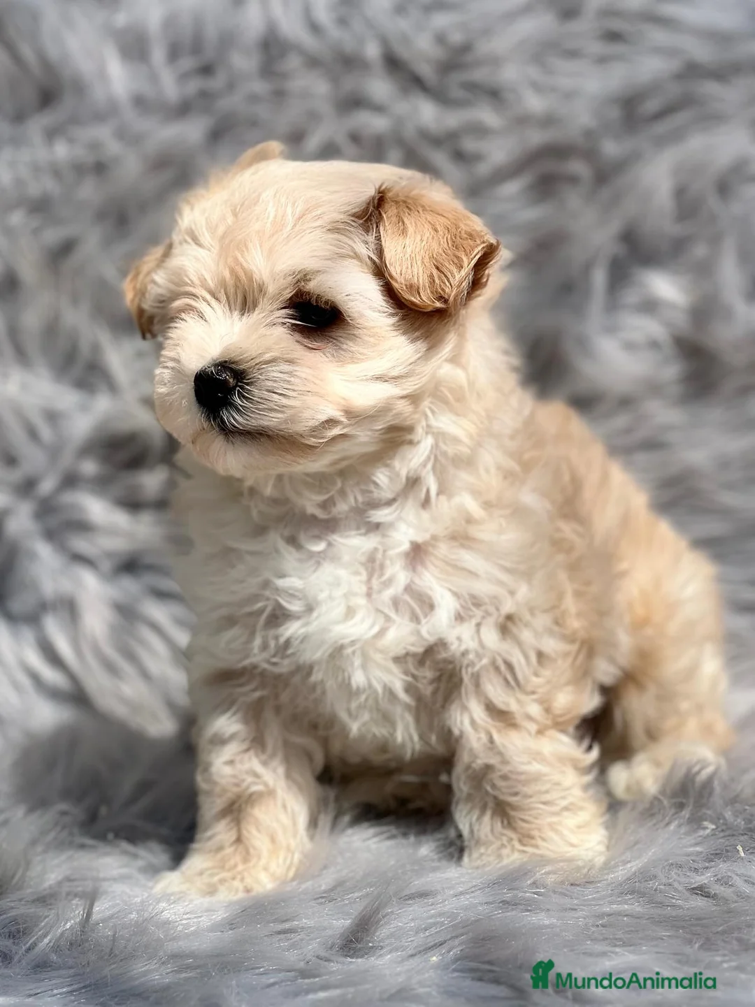 Maltipoo perros en venta: MALTIPOO TOY DISPONIBLES en Barcelona - Anuncio 4