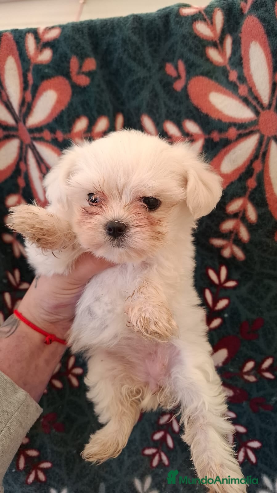 Bichón Maltés perros BICHON MALTÉS  - Anuncio 1