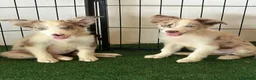 Border Collie perros en venta: Border collies  - Anuncio 3