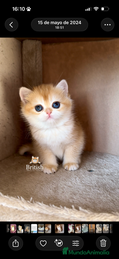 Imagen de galería {{count}}