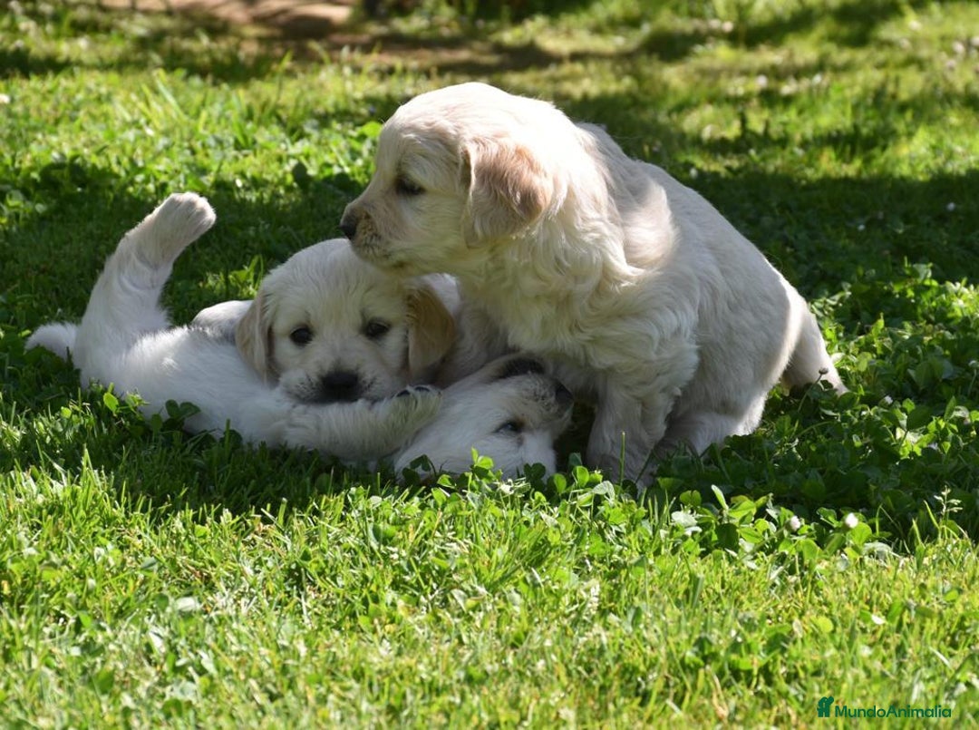 Golden Retriever perros en venta: GOLDEN RETRIEVER  - Imagen 2