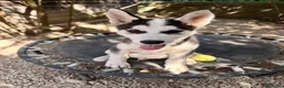 Husky Siberiano perros en venta: HUSKY SIBERIANO - Anuncio 1