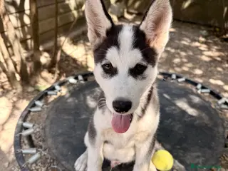 Husky Siberiano perros HUSKY SIBERIANO PREU REAL - Anuncio 1