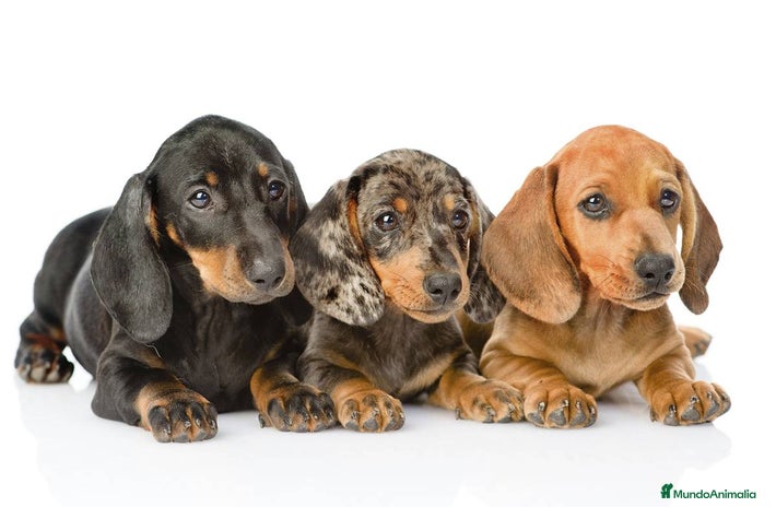 Teckel Miniatura perros en Sevilla - Anuncio 14