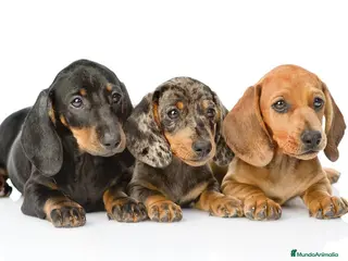 Teckel Miniatura perros TECKEL MINI MERLE 607 24 25 67 SOLO LLAMADAS en Sevilla - Anuncio 1