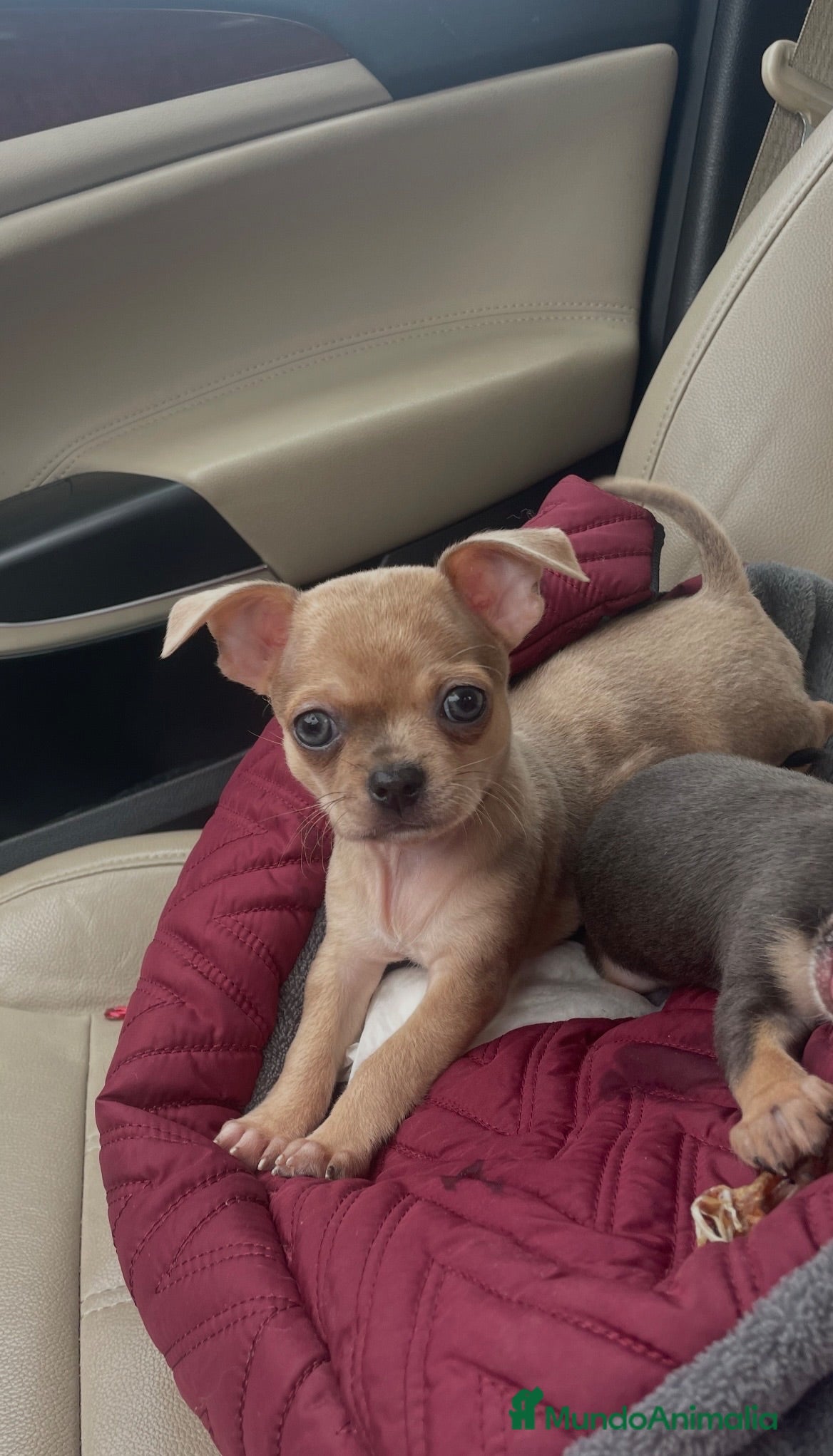 Chihuahua perros Chihuahua - Anuncio 1