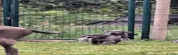 Dogo Alemán perros en venta: Cachorros azules Gran Danés - Anuncio 16