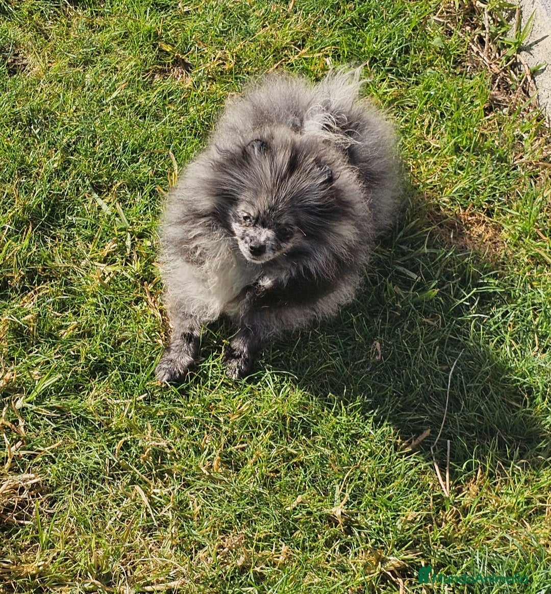Pomerania perros en venta: PRECIOSA HEMBRITA MERLE  - Anuncio 2