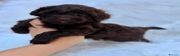 Caniche Toy perros en venta: CAMADA CANICJE TOY CHOCOLATE HEMBRAS - Anuncio 2
