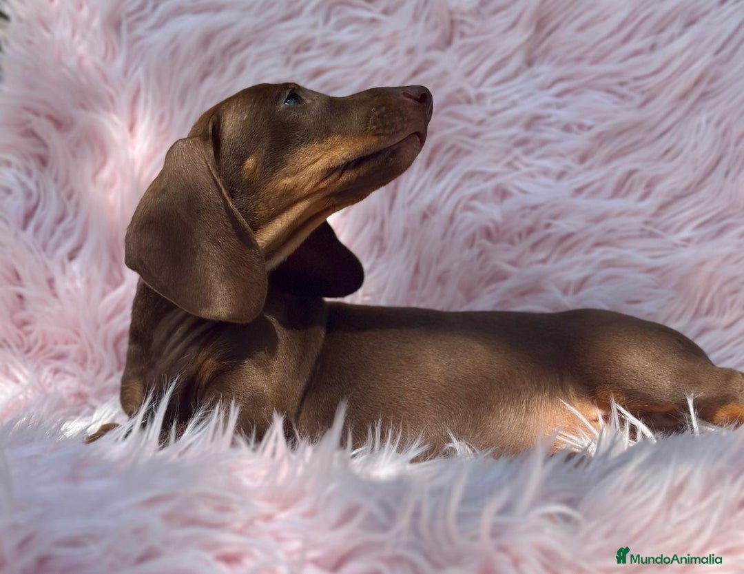 Teckel perros en venta: TECKEL HEMBRA CHOCOLATE  - Imagen 7