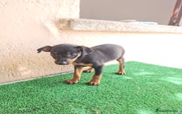 Ratón de Praga perros en venta: Raton de praga - Imagen 10