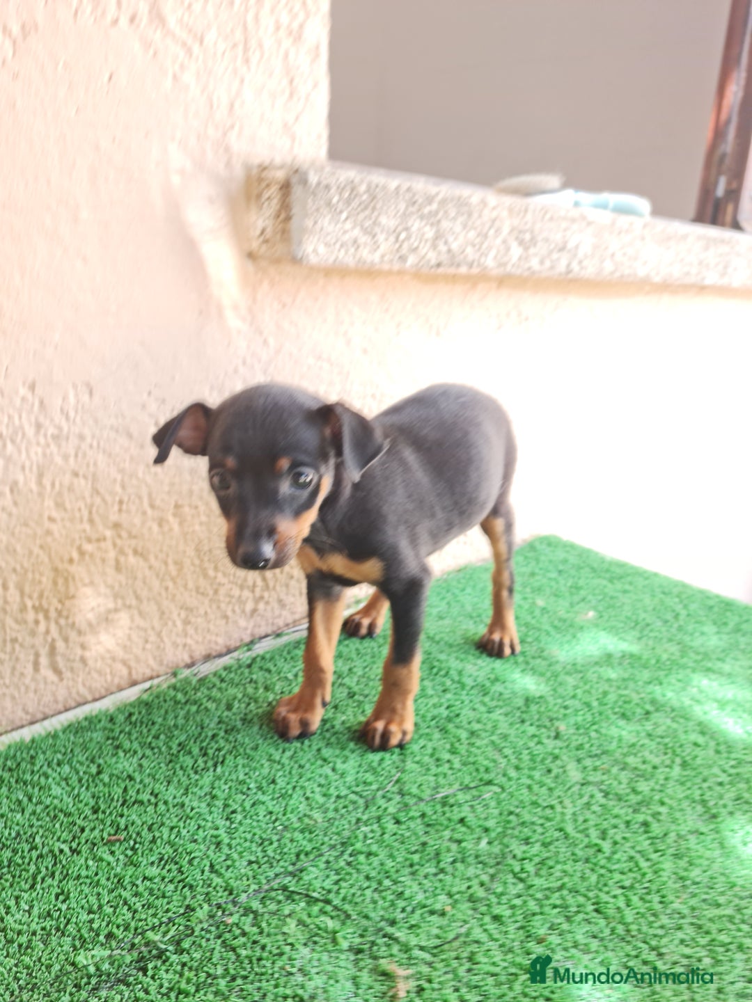 Ratón de Praga perros en venta: Raton de praga - Imagen 10