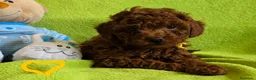 Caniche Toy perros en venta: caniches rojos y otros negros  en La Coruña - Anuncio 1