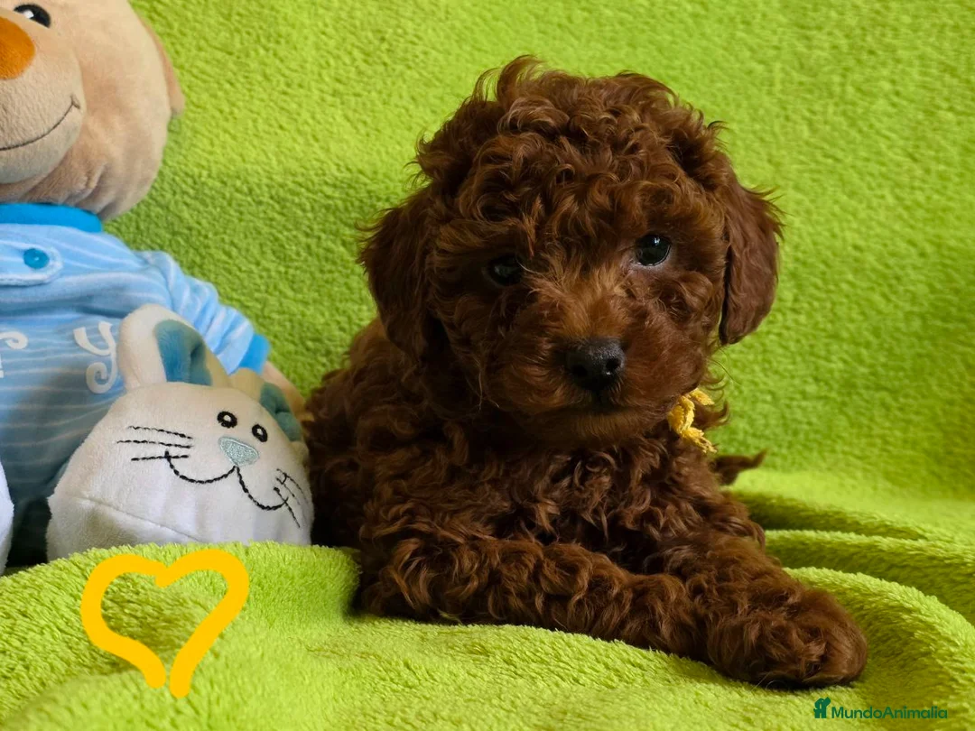 Caniche Toy perros en venta: caniches rojos y otros negros  en La Coruña - Anuncio 1