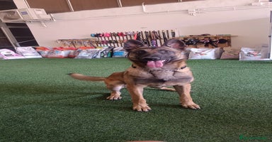 Pastor Belga Malinois perros - Anuncio 10