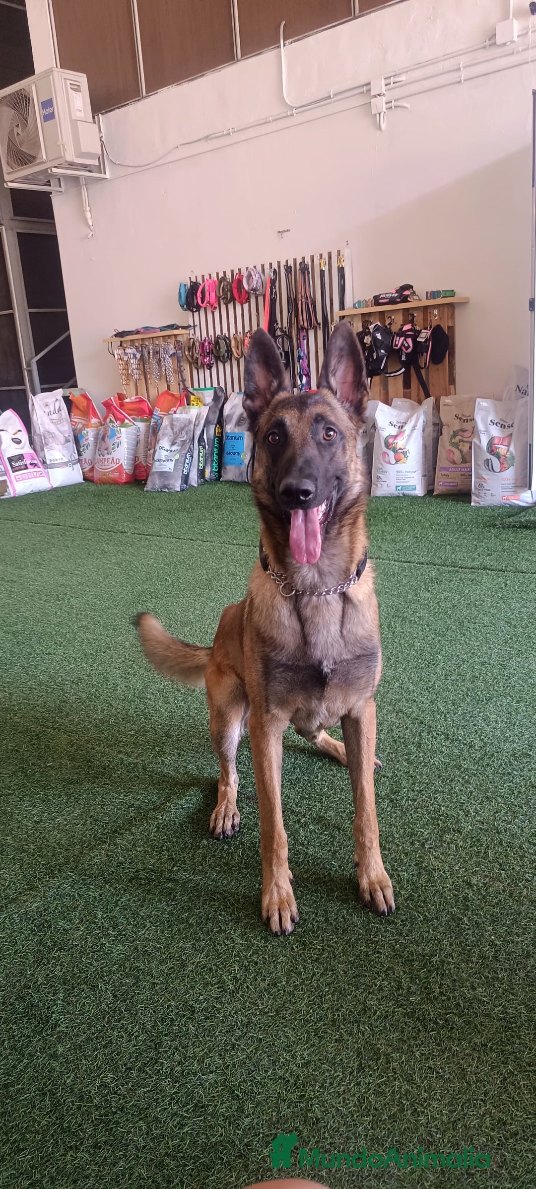 Pastor Belga Malinois perros en venta: Cachorros Pastor Belga Malinois  - Imagen 2