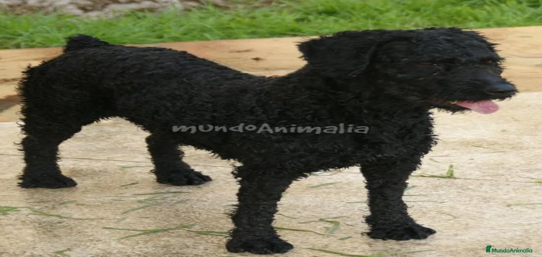 Imagen de galería {{count}}