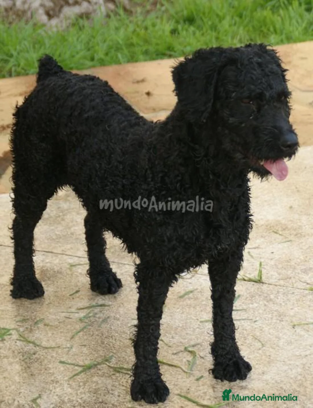 Imagen de galería {{count}}