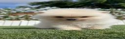 Pomerania perros en venta: CAMADA POMERANIAS BLANCOS  - Anuncio 16