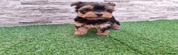Yorkshire Terrier perros en venta: YORKSHIRE TOY - Anuncio 1