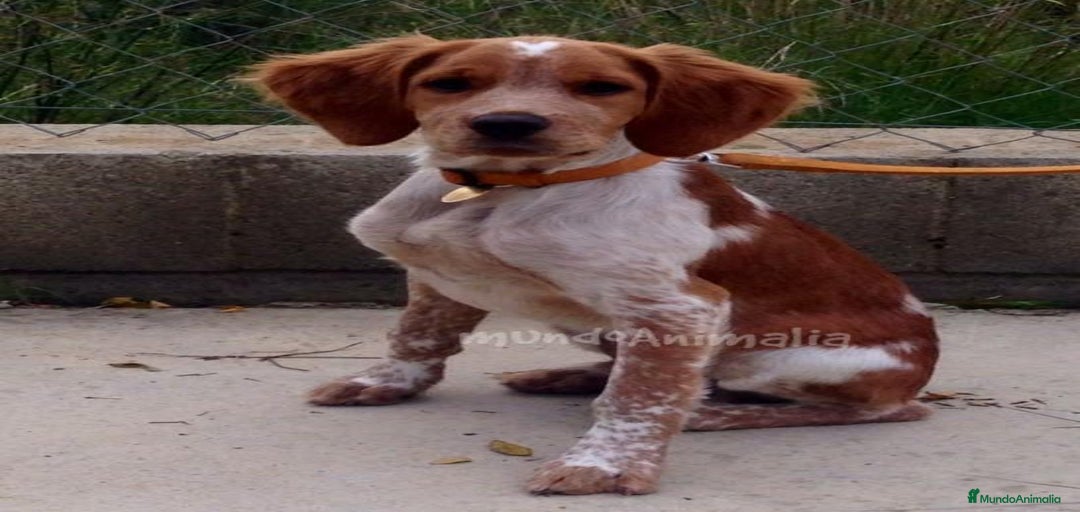 Imagen de galería {{count}}