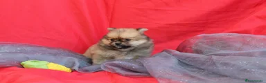 Pomerania Cachorro 8
