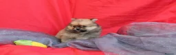 Pomerania perros en venta: PRECIOSO CACHORITO DE POMERANIA TOY  - Anuncio 3