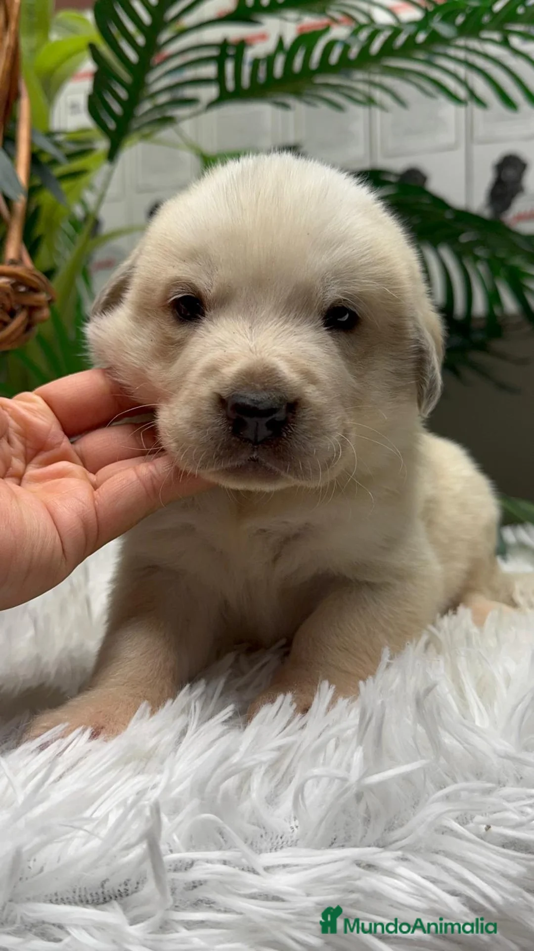 Mastín Español perros en venta: MASTIN ESPAÑOL - Anuncio 18