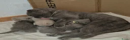 Británico de Pelo Corto gatos en venta: Gatitos Brithish shorthair y Scottish fold  - Anuncio 5