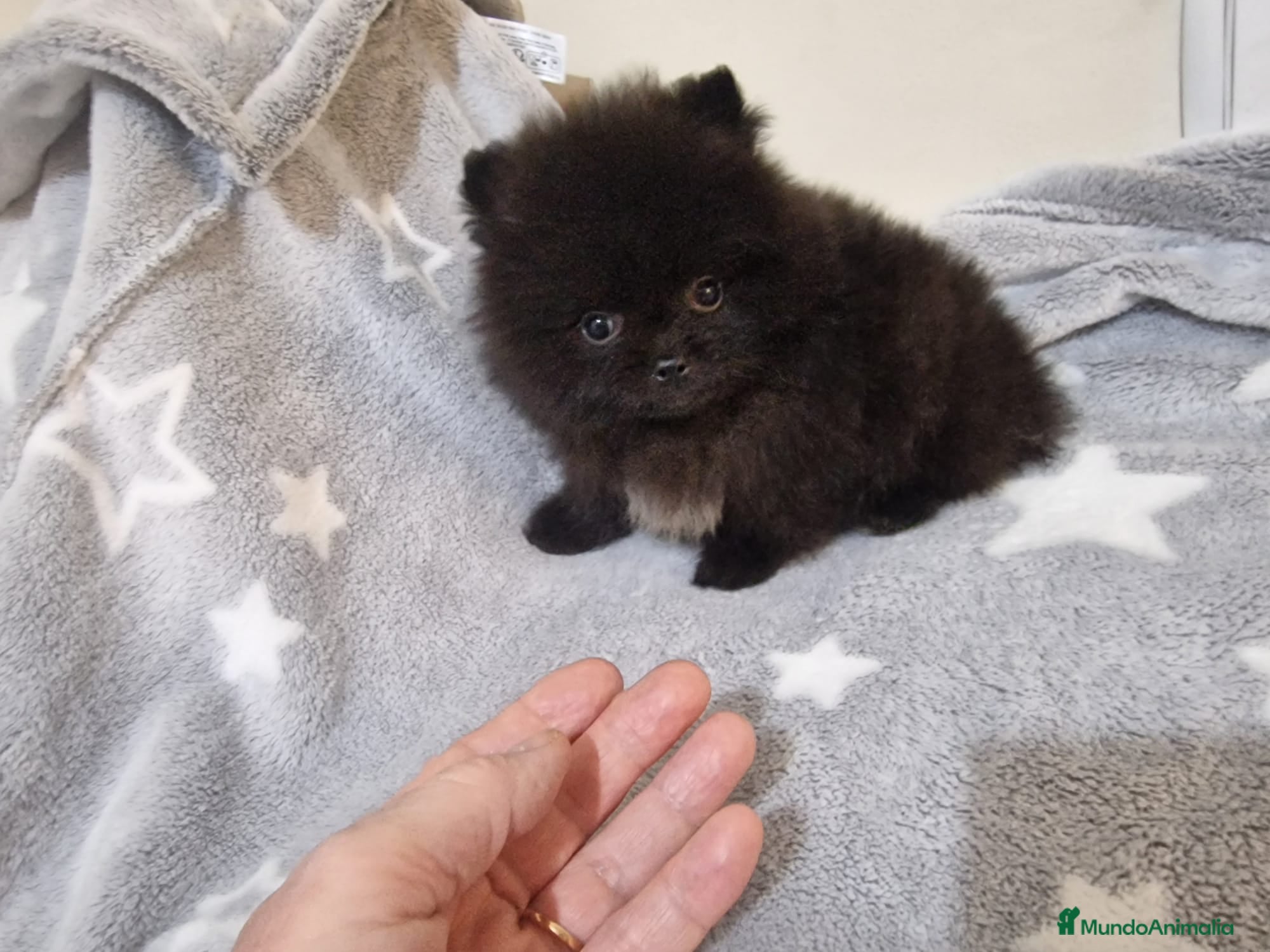 Pomerania perros Pomerania Toy - Anuncio 3