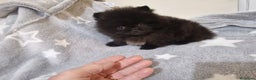 Pomerania perros en venta: Pomerania Toy - Anuncio 1