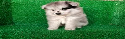 Pomerania perros en venta: pomerania - Anuncio 9