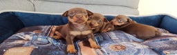 Pinscher Miniatura perros en venta: Cachorros disponibles pinscher  en Cáceres - Anuncio 3