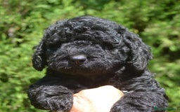 Perro de Agua Español perros en venta: Cachorro macho de perro de agua español - Imagen 2