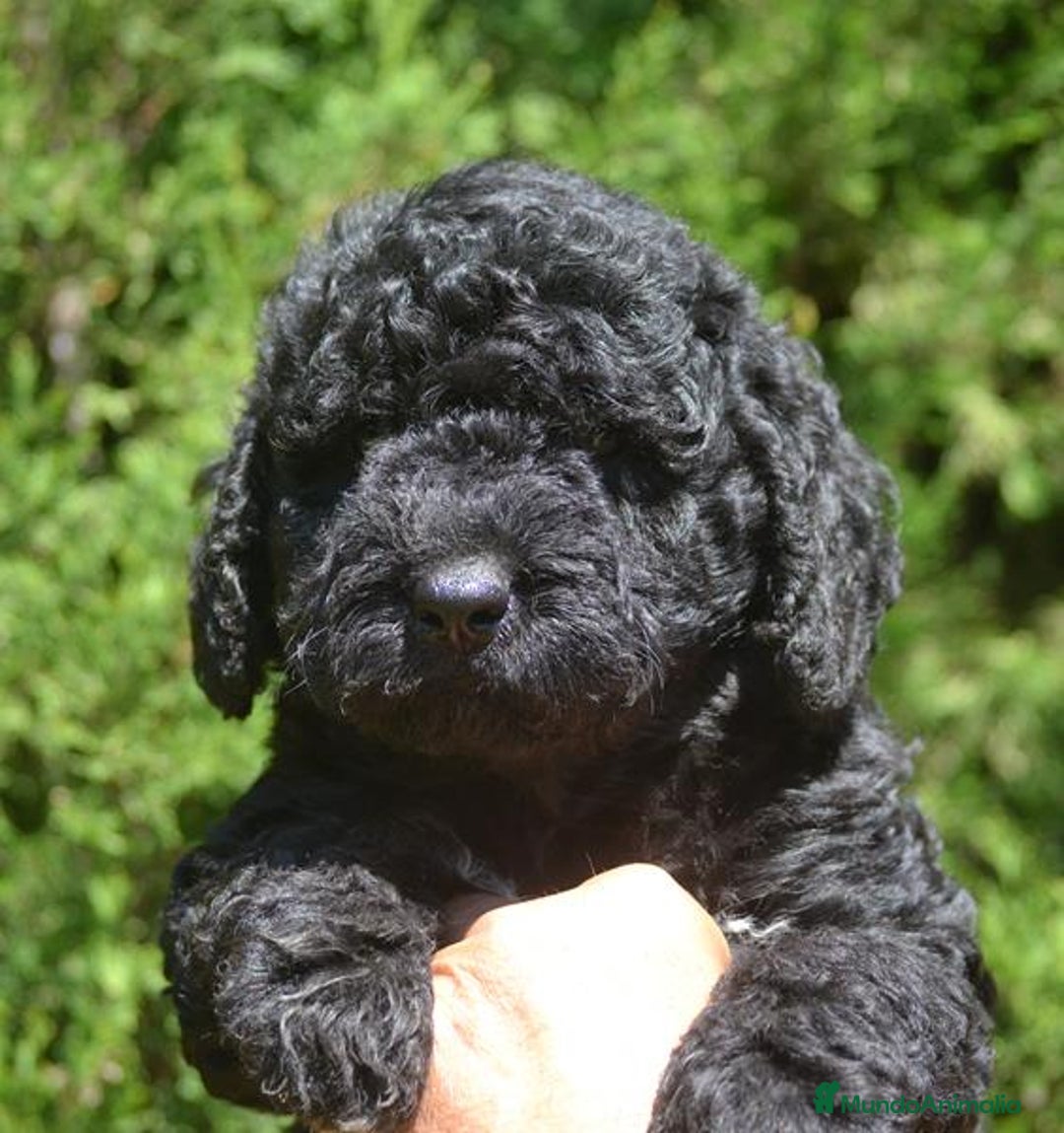 Perro de Agua Español perros en venta: Cachorro macho de perro de agua español - Imagen 2