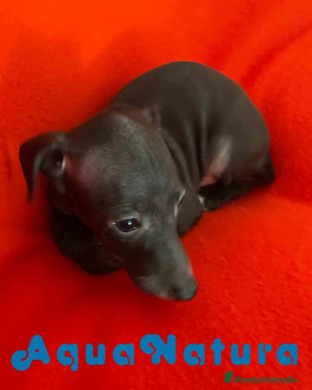 Pequeño Lebrel Italiano perros en venta: Lebrel Italiano Macho 7347 de BN - AQUANATURA en Barcelona - Anuncio 3