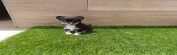 Chihuahua perros en venta: Chihuahuas - Anuncio 1