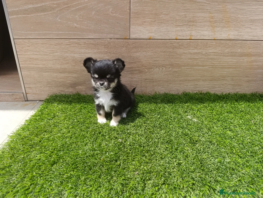 Chihuahua perros en venta: Chihuahuas - Anuncio 1
