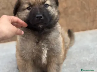 Pastor del Cáucaso perros Espectacular pastor del caucaso🔥 - Anuncio 6