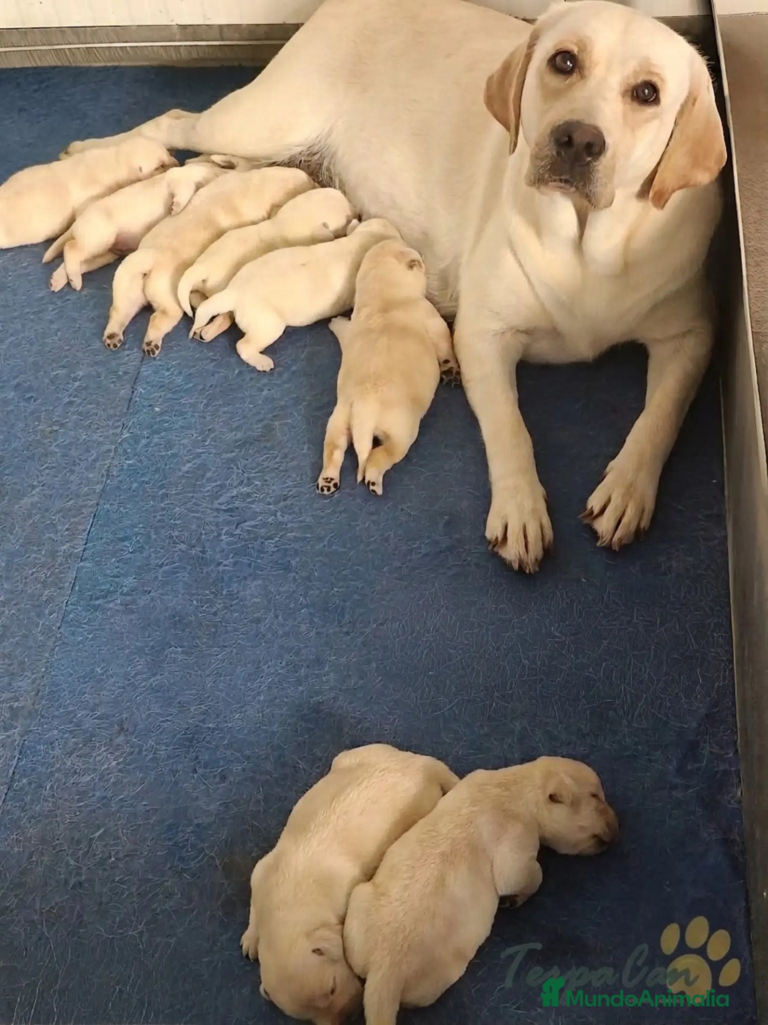 Labrador Retriever perros Cachorros Labrador Retriever  - Anuncio 2