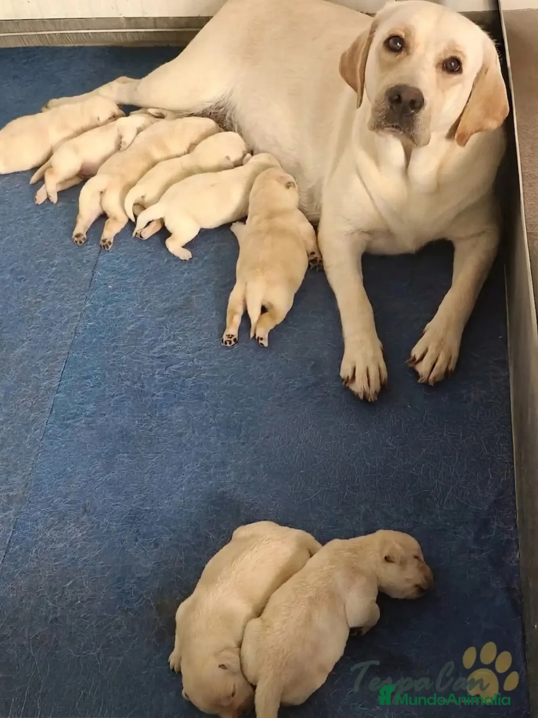 Labrador Retriever perros en venta: Cachorros Labrador Retriever  - Anuncio 1