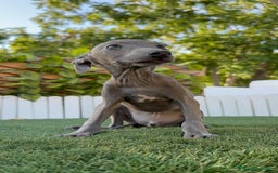 Pequeño Lebrel Italiano perros en venta: PICCOLO BLUE - Imagen 5
