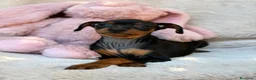 Pinscher Miniatura perros en venta: Hembra mini pinscher 🐾🩷 - Anuncio 4