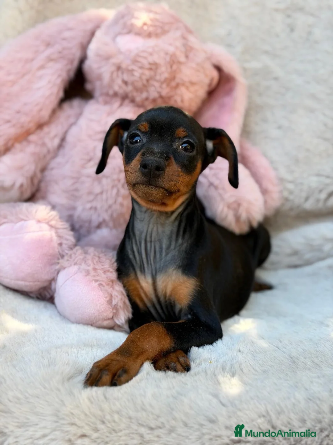Pinscher Miniatura perros en venta: Hembra mini pinscher 🐾🩷 - Anuncio 4